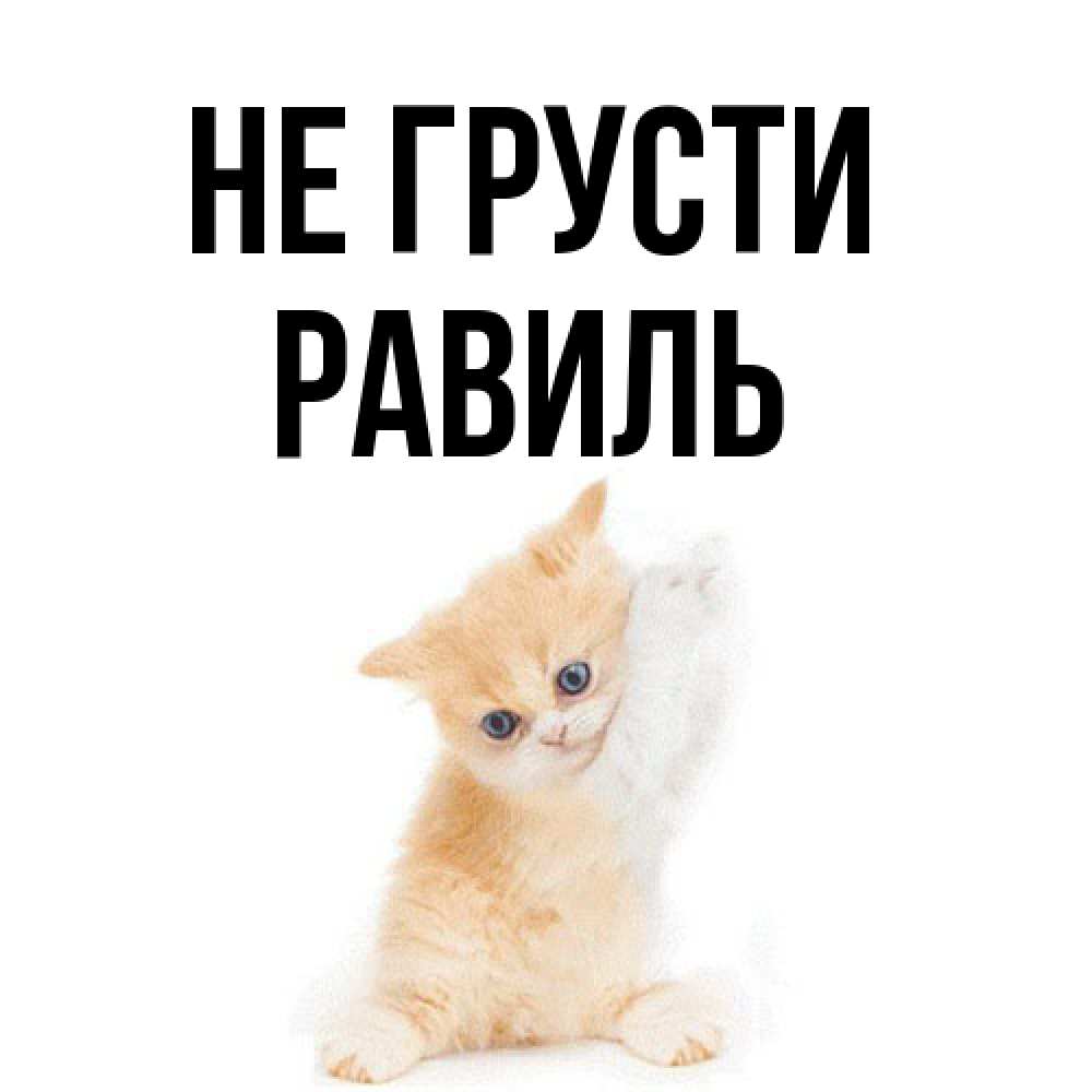 Открытка на каждый день с именем, равиль Не грусти просящий кот Прикольная открытка с пожеланием онлайн скачать бесплатно 