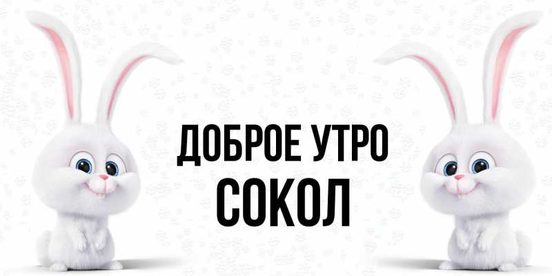Картинка Доброе утро, Сокол