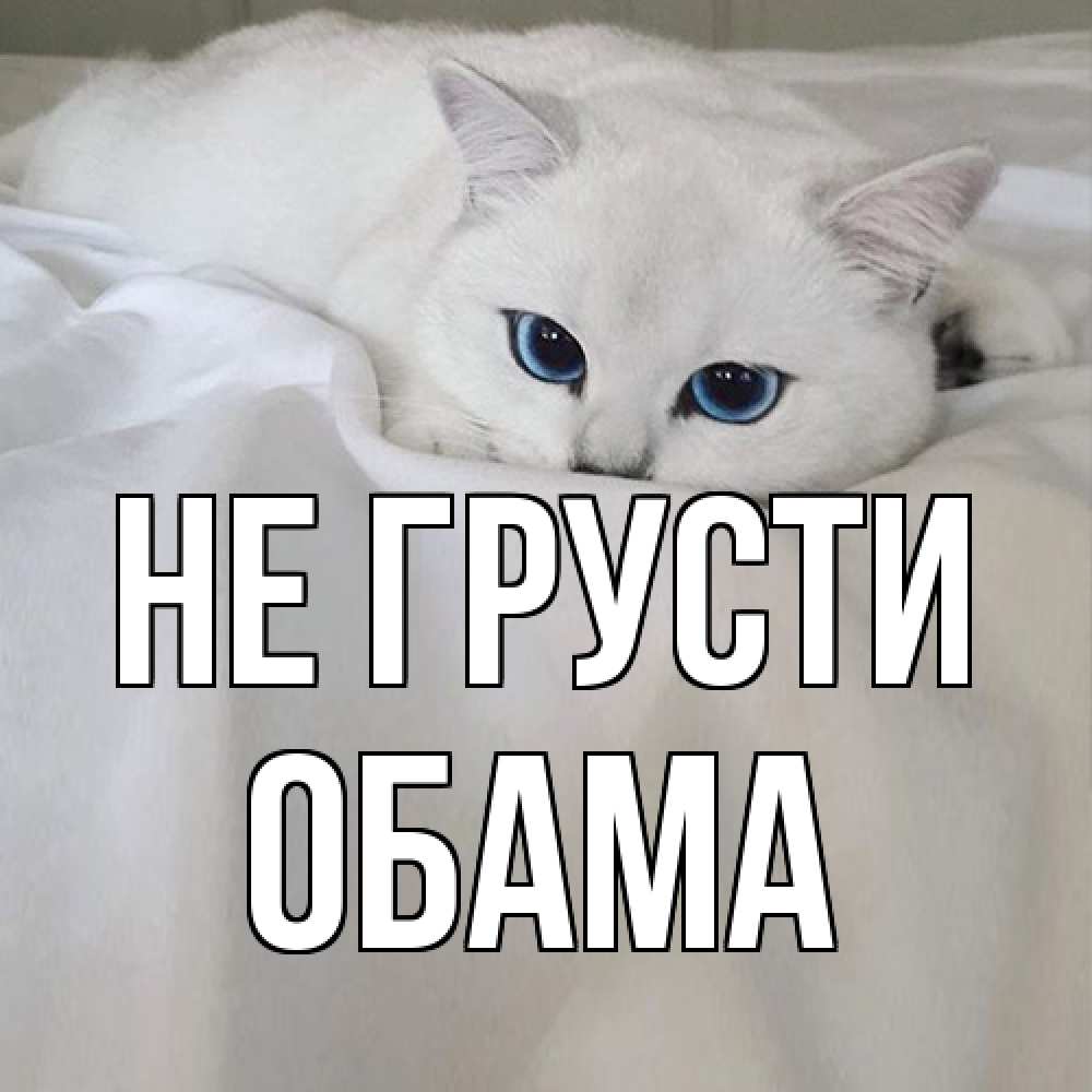Открытка на каждый день с именем, Обама Не грусти белый кот с голубыми глазами на белоснежной кровати Прикольная открытка с пожеланием онлайн скачать бесплатно 