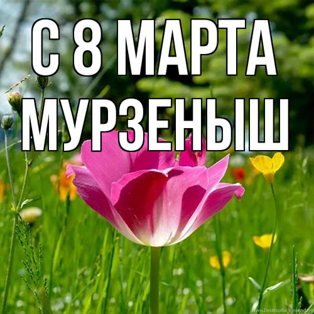 Открытка на каждый день с именем, мурзеныш C 8 МАРТА полевые цветы Прикольная открытка с пожеланием онлайн скачать бесплатно 