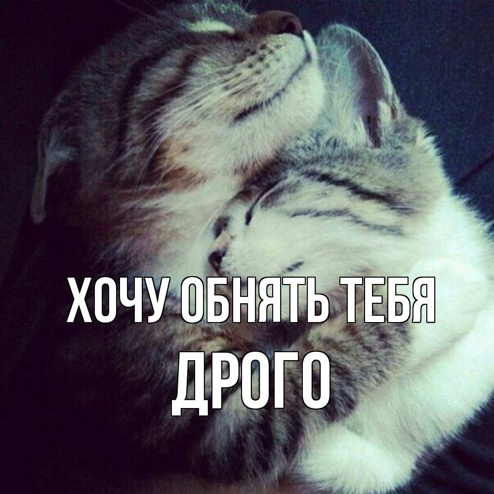 Открытка на каждый день с именем, Дрого Хочу обнять тебя полосатики Прикольная открытка с пожеланием онлайн скачать бесплатно 