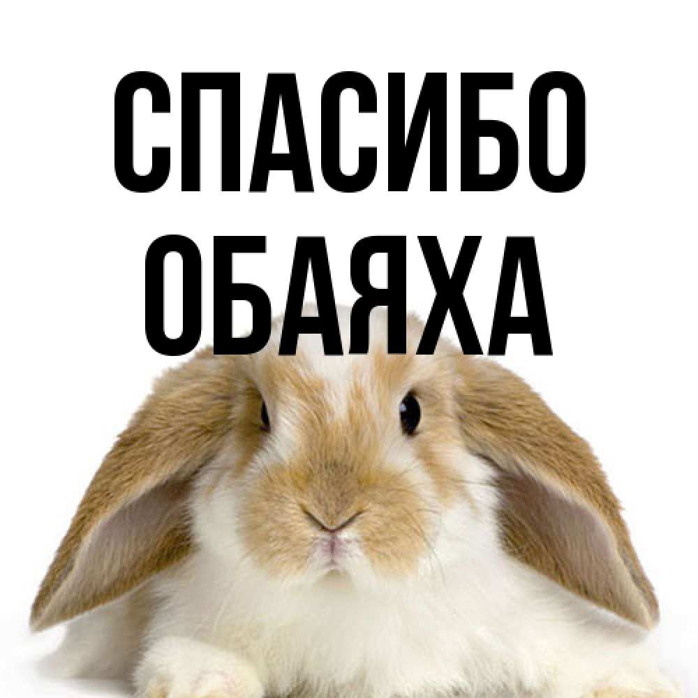 Открытка на каждый день с именем, Обаяха Спасибо коричнево белый заяц Прикольная открытка с пожеланием онлайн скачать бесплатно 