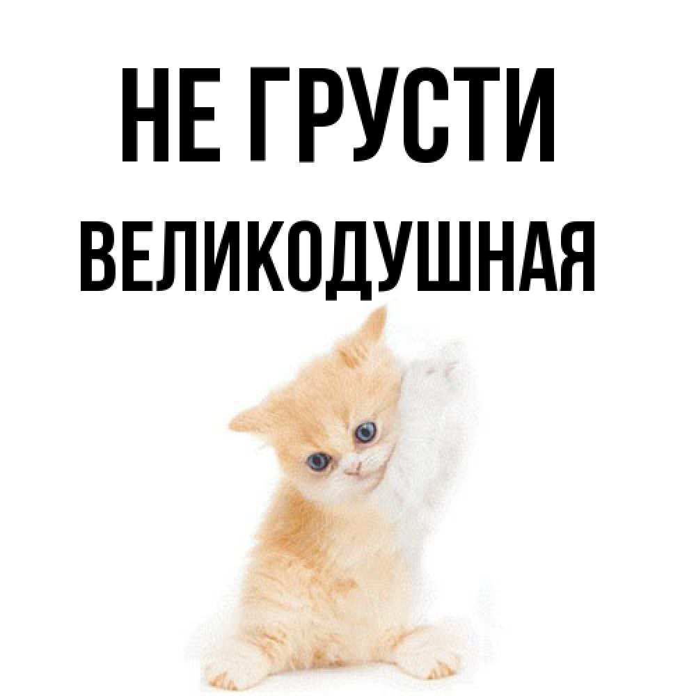 Открытка на каждый день с именем, великодушная Не грусти просящий кот Прикольная открытка с пожеланием онлайн скачать бесплатно 