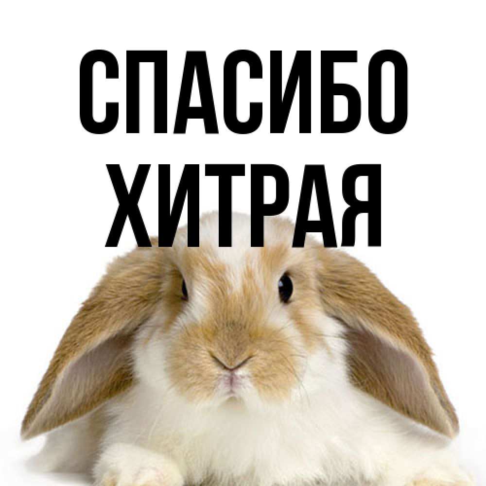 Открытка на каждый день с именем, хитрая Спасибо коричнево белый заяц Прикольная открытка с пожеланием онлайн скачать бесплатно 