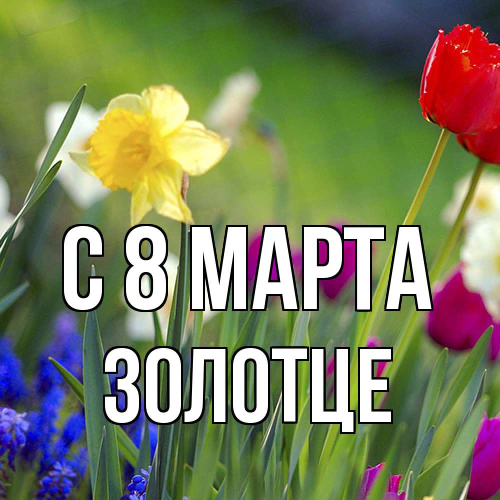 Открытка на каждый день с именем, Золотце C 8 МАРТА международный женский день 3 Прикольная открытка с пожеланием онлайн скачать бесплатно 