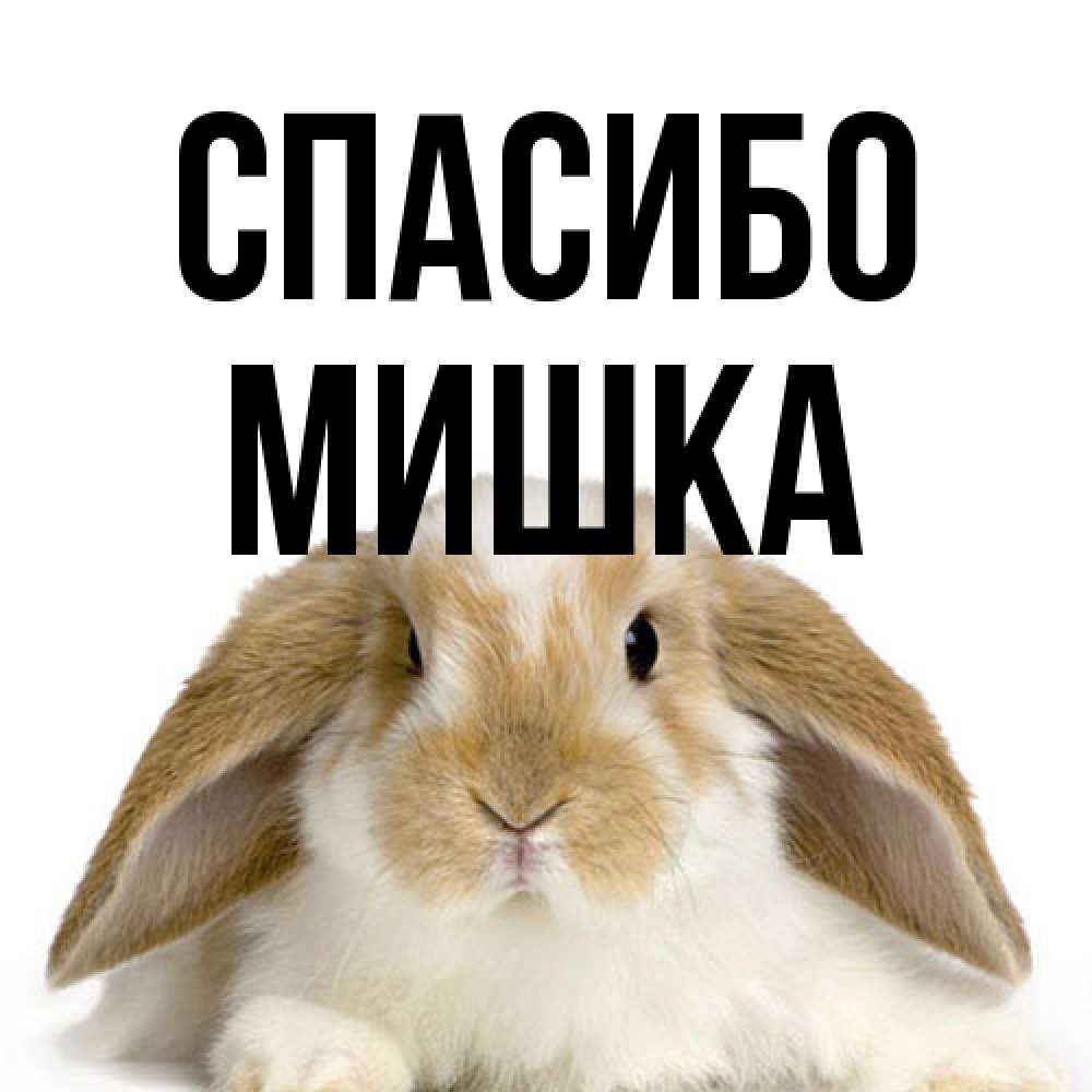 Открытка на каждый день с именем, Мишка Спасибо коричнево белый заяц Прикольная открытка с пожеланием онлайн скачать бесплатно 