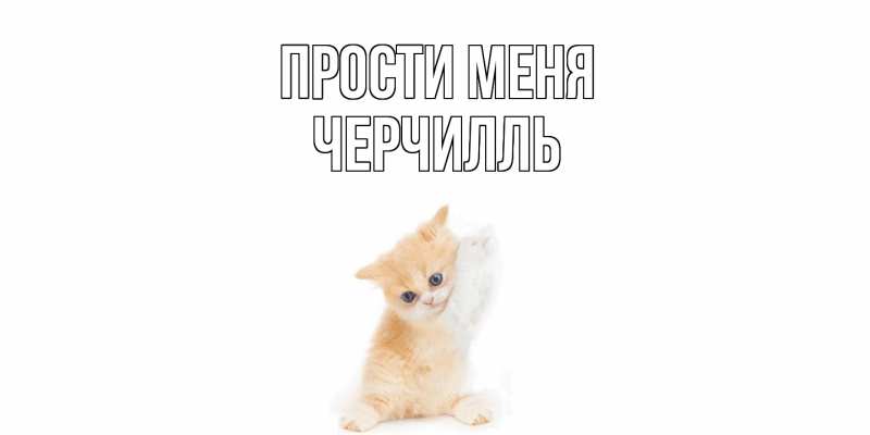 Картинка Прости меня, Черчилль