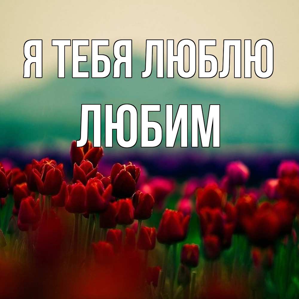 Открытка на каждый день с именем, Любим Я тебя люблю тюльпаны 4 Прикольная открытка с пожеланием онлайн скачать бесплатно 