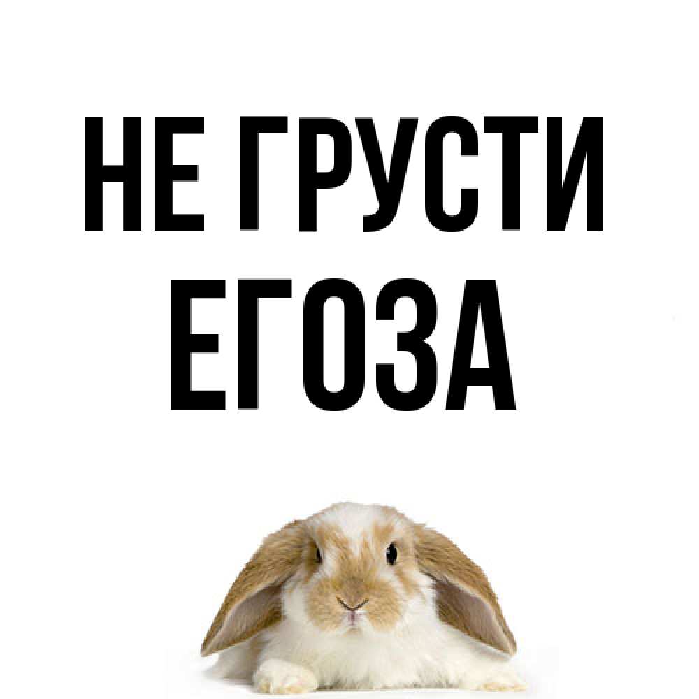 Открытка на каждый день с именем, егоза Не грусти коричнево белый заяц с большими ушками Прикольная открытка с пожеланием онлайн скачать бесплатно 