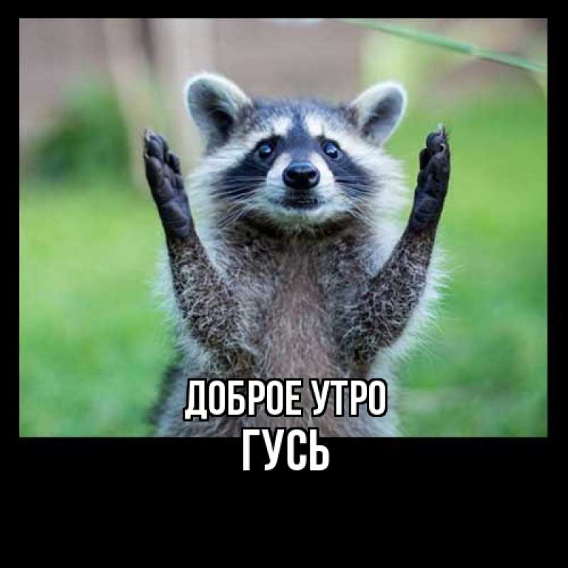 Картинка Доброе утро, Гусь