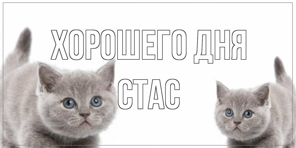 Открытка на каждый день с именем, Стас Хорошего дня открытка с котами Прикольная открытка с пожеланием онлайн скачать бесплатно 