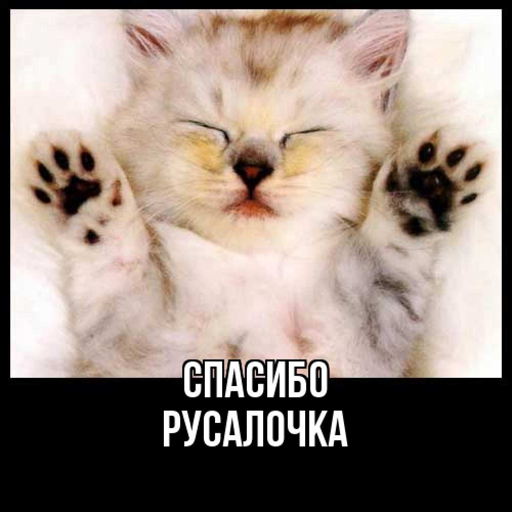 Открытка на каждый день с именем, Русалочка Спасибо маленький котенок Прикольная открытка с пожеланием онлайн скачать бесплатно 