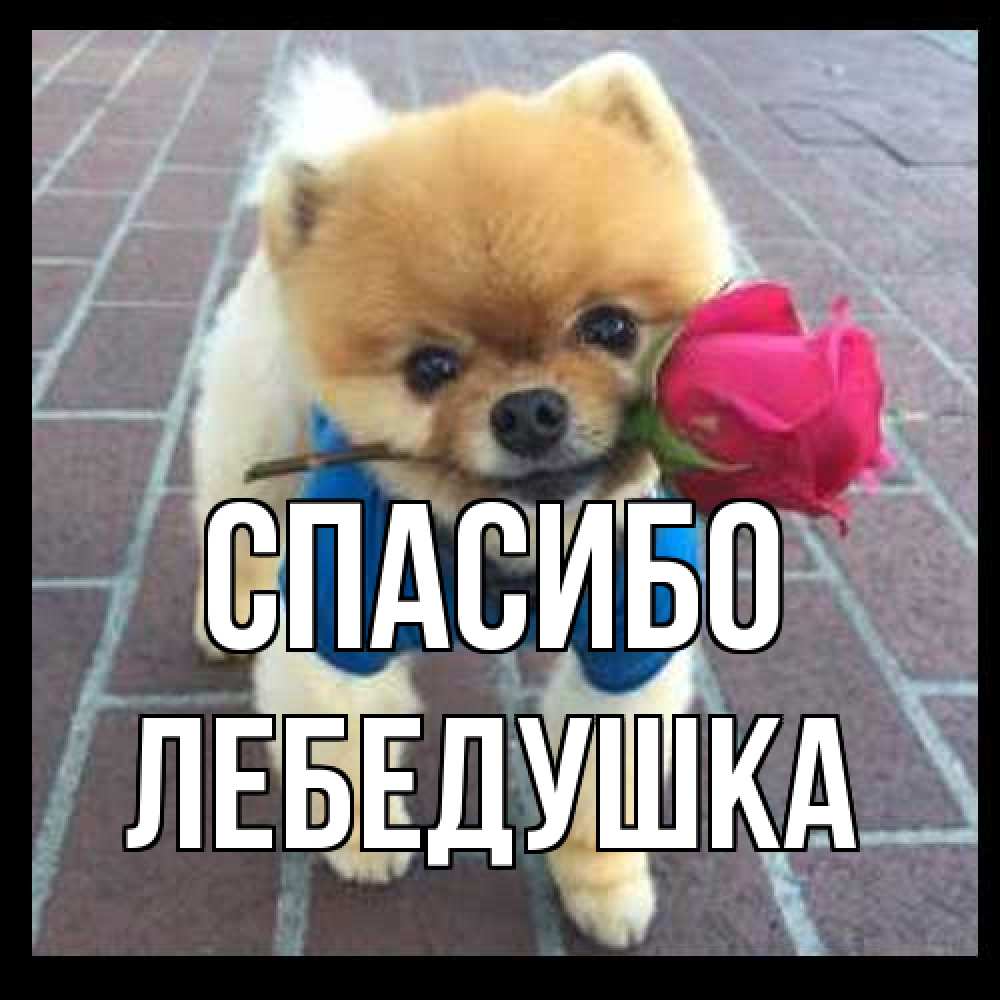 Открытка на каждый день с именем, лебедушка Спасибо спасибо и дарю тебе цветок Прикольная открытка с пожеланием онлайн скачать бесплатно 