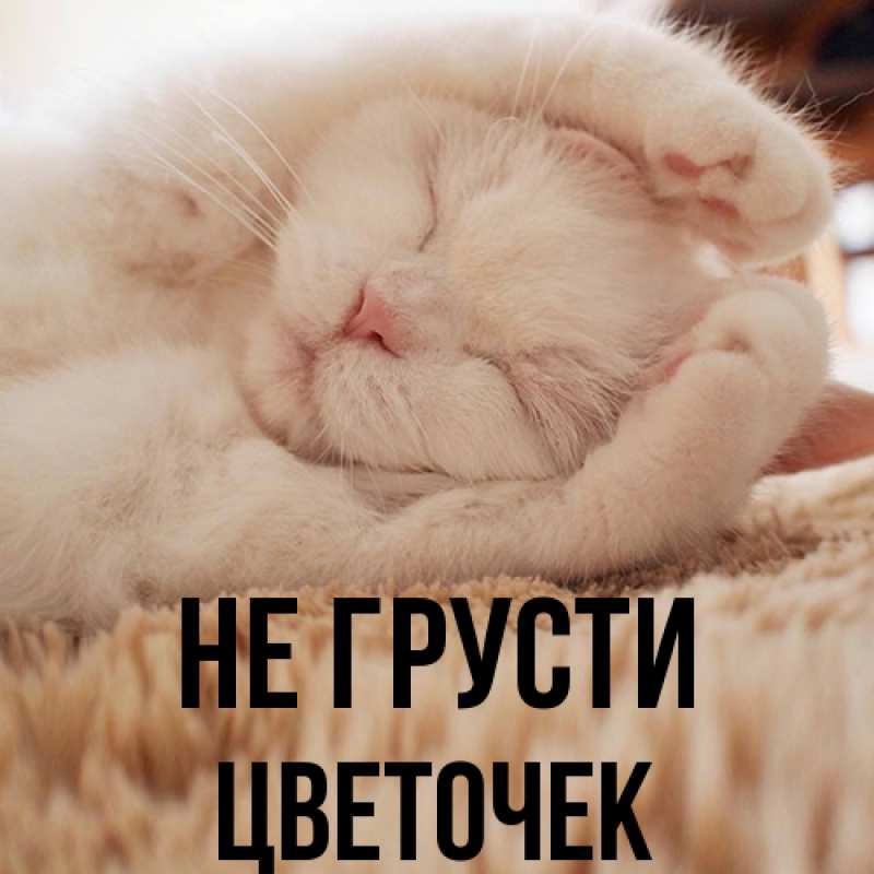 Картинка Не грусти, Цветочек