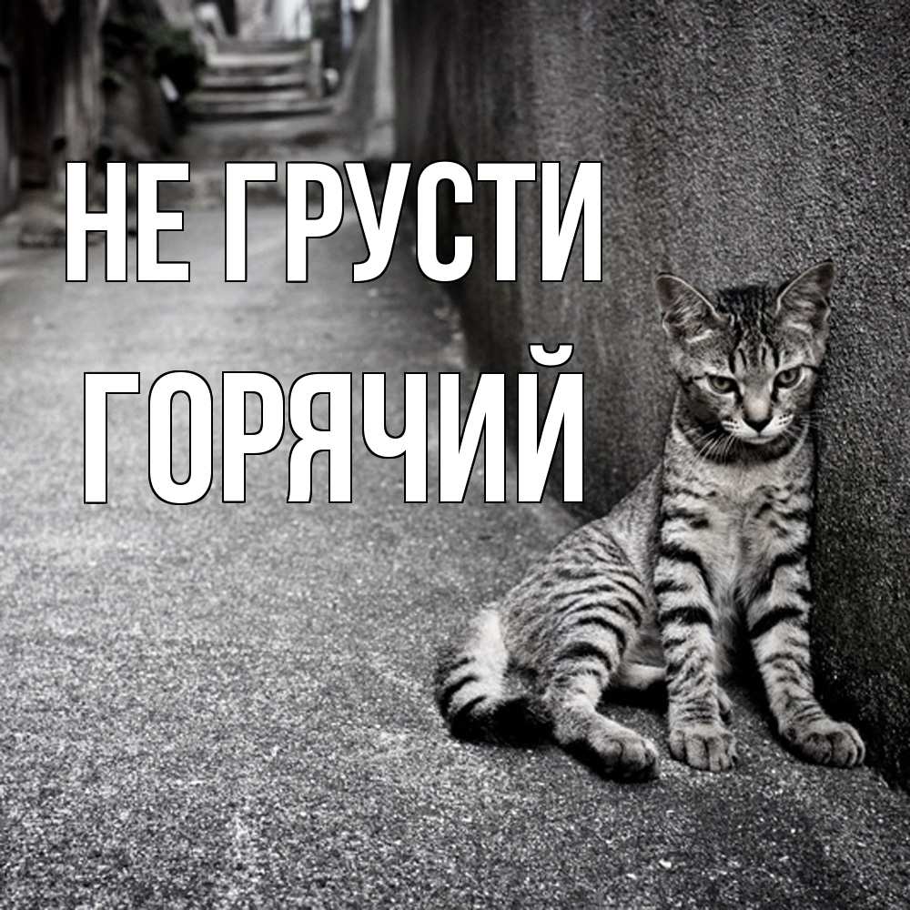 Открытка на каждый день с именем, Горячий Не грусти скучающий котик Прикольная открытка с пожеланием онлайн скачать бесплатно 