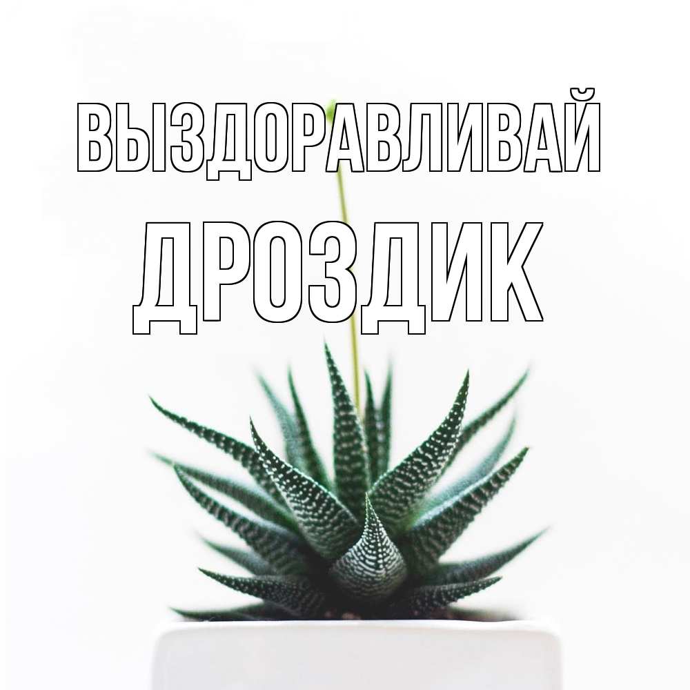 Открытка на каждый день с именем, Дроздик Выздоравливай короче это непонятная колючка Прикольная открытка с пожеланием онлайн скачать бесплатно 