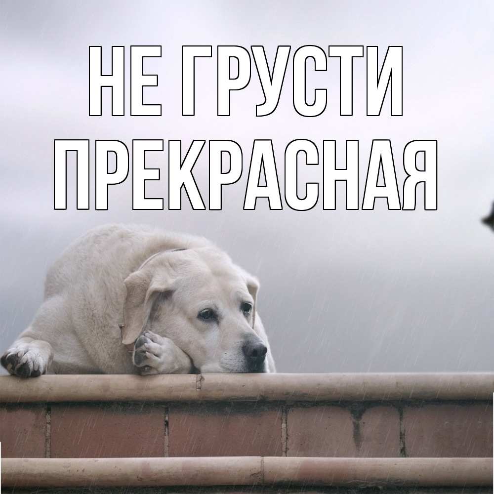 Открытка на каждый день с именем, Пpекpасная Не грусти белый пес 1 Прикольная открытка с пожеланием онлайн скачать бесплатно 