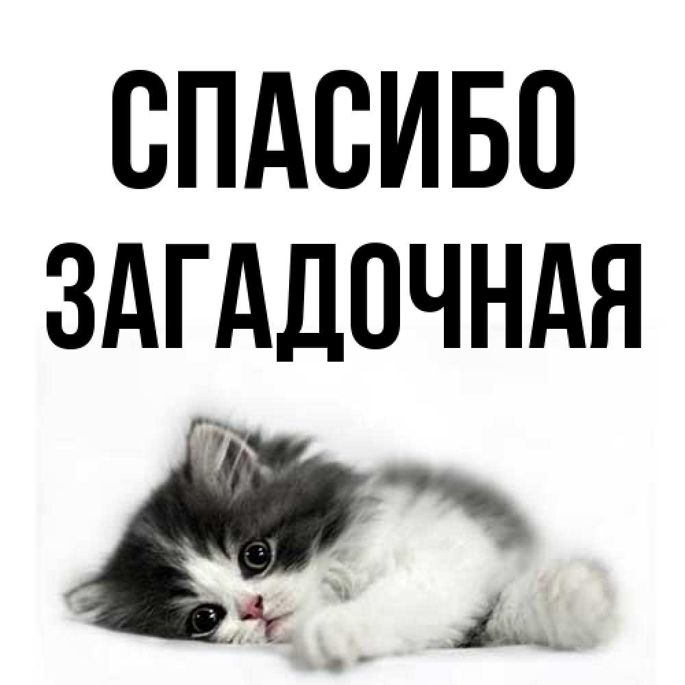 Открытка на каждый день с именем, загадочная Спасибо черный и белый кот Прикольная открытка с пожеланием онлайн скачать бесплатно 
