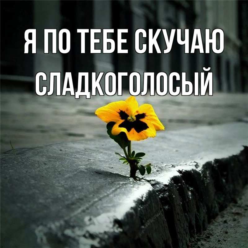 Картинка Я по тебе скучаю, Сладкоголосый