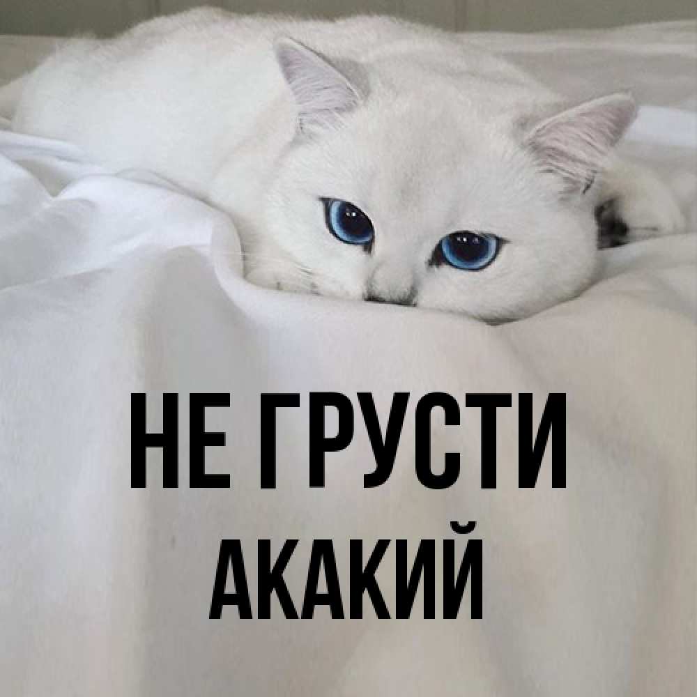 Открытка на каждый день с именем, Акакий Не грусти Голубоглазая кошка Прикольная открытка с пожеланием онлайн скачать бесплатно 