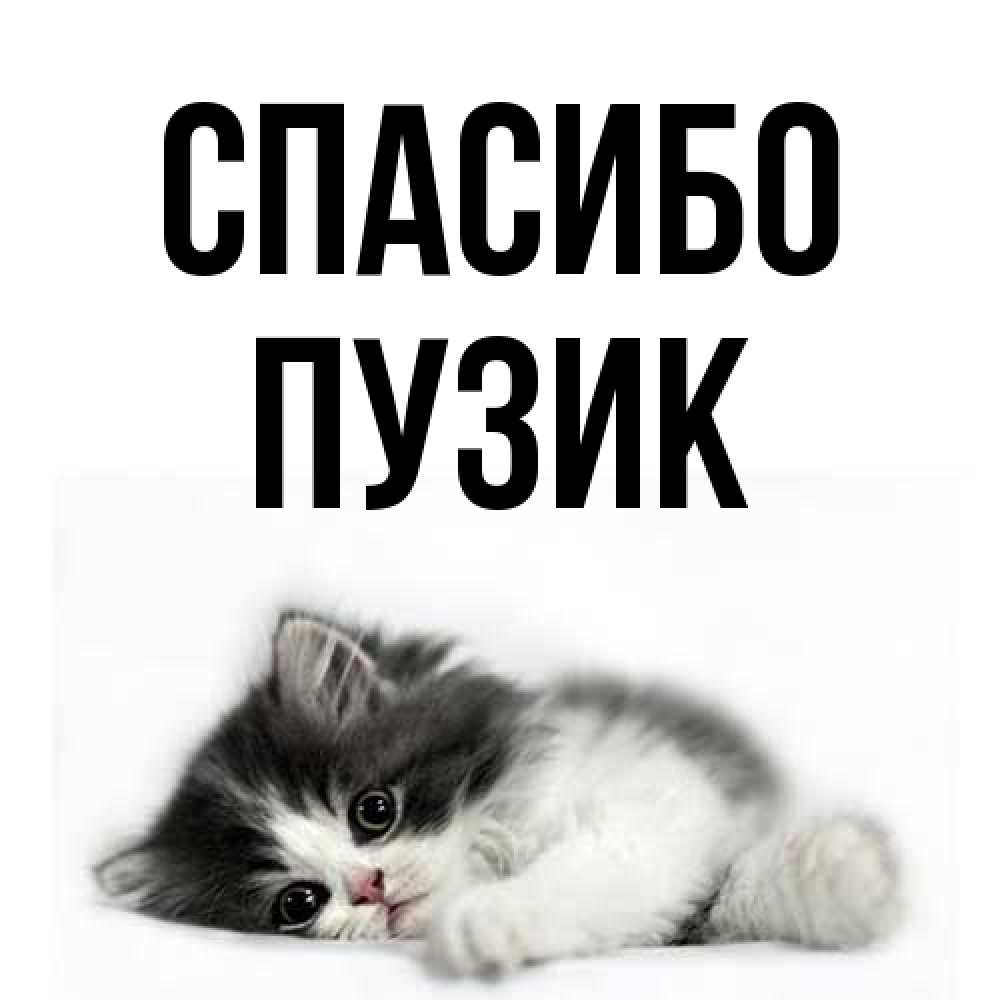Открытка на каждый день с именем, Пузик Спасибо черный и белый кот Прикольная открытка с пожеланием онлайн скачать бесплатно 