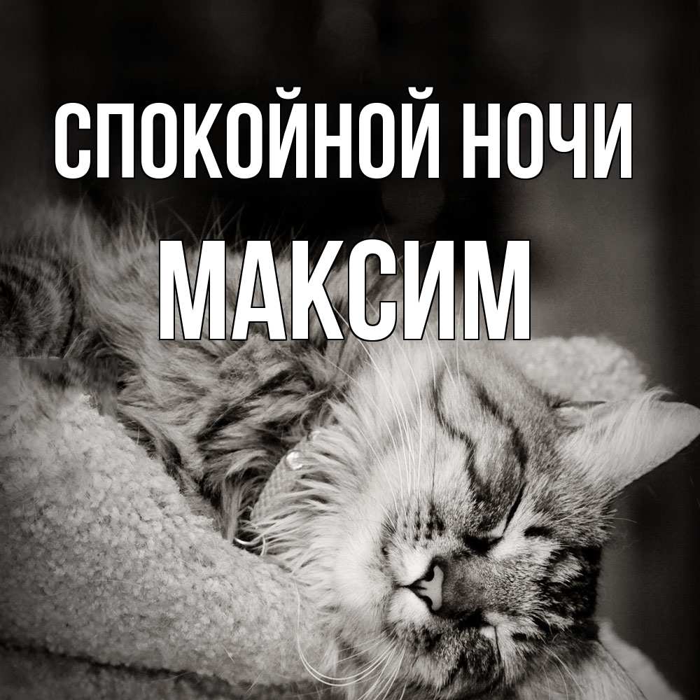 Открытка на каждый день с именем, Максим Спокойной ночи котярик пушистый Прикольная открытка с пожеланием онлайн скачать бесплатно 