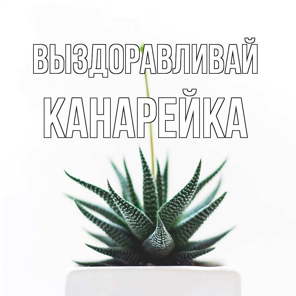 Открытка на каждый день с именем, Канарейка Выздоравливай короче это непонятная колючка Прикольная открытка с пожеланием онлайн скачать бесплатно 