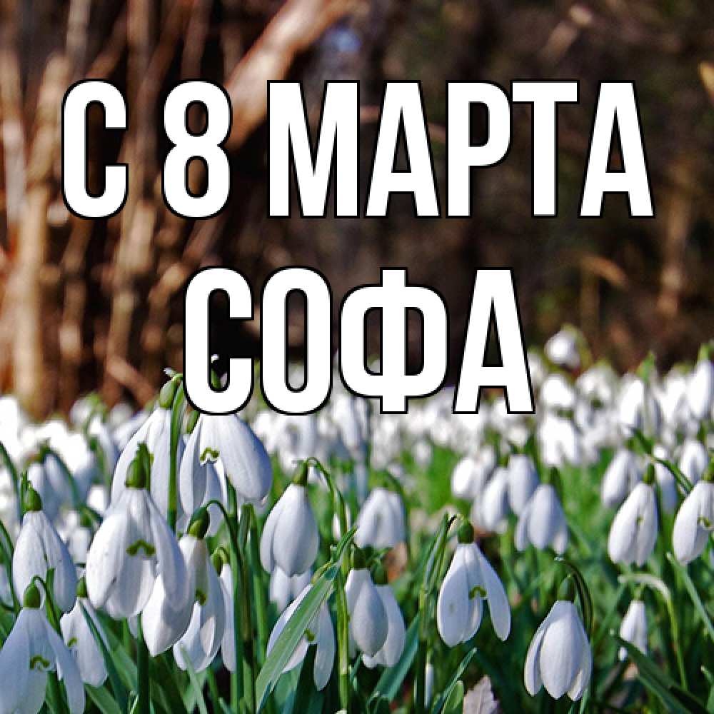 Открытка на каждый день с именем, Софа C 8 МАРТА с подснежниками 1 Прикольная открытка с пожеланием онлайн скачать бесплатно 