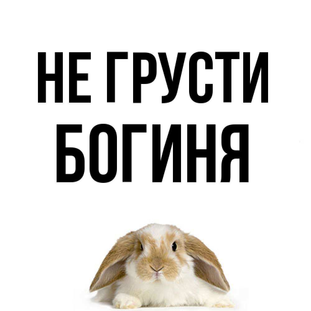 Открытка на каждый день с именем, Богиня Не грусти коричнево белый заяц с большими ушками Прикольная открытка с пожеланием онлайн скачать бесплатно 