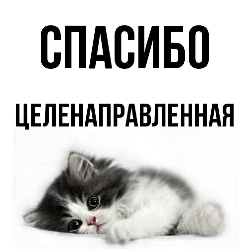 Открытка на каждый день с именем, целенаправленная Спасибо черный и белый кот Прикольная открытка с пожеланием онлайн скачать бесплатно 