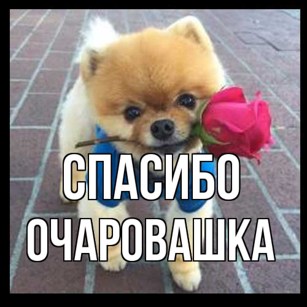 Открытка на каждый день с именем, Очаpовашка Спасибо спасибо и дарю тебе цветок Прикольная открытка с пожеланием онлайн скачать бесплатно 