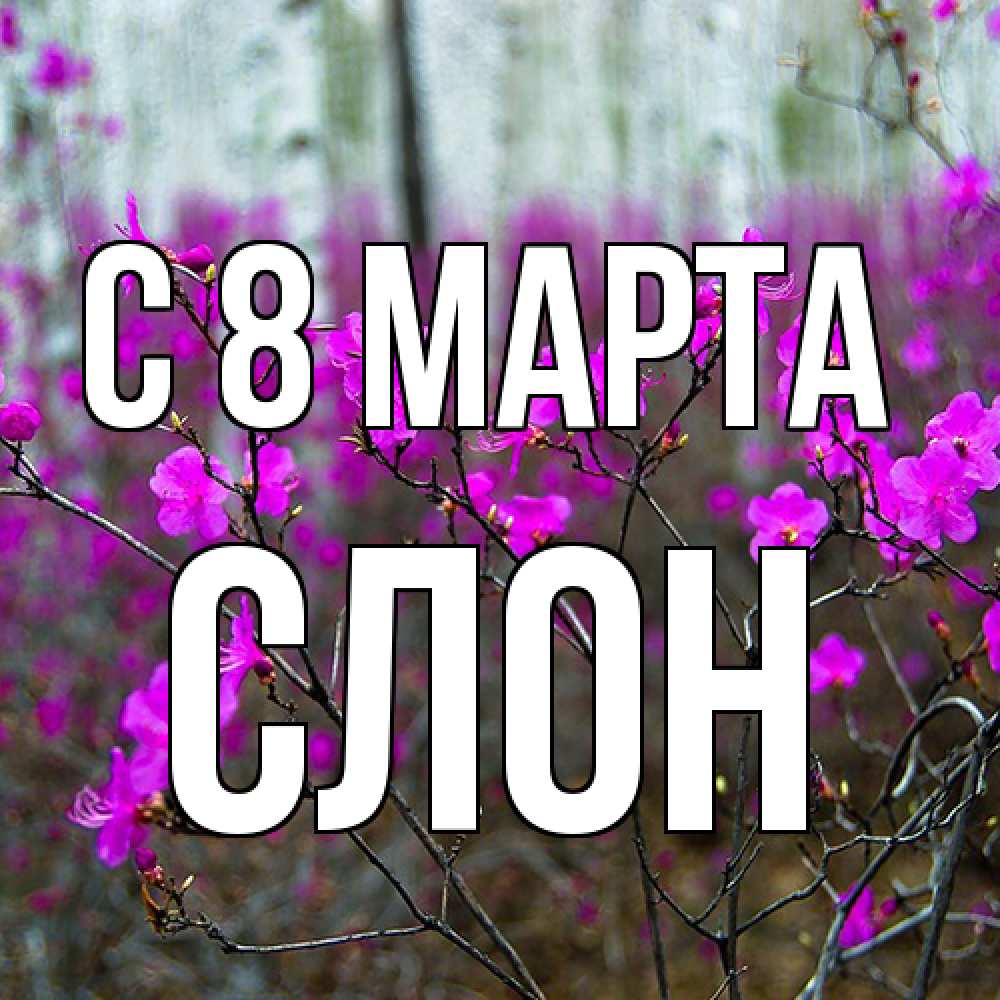 Открытка на каждый день с именем, Слон C 8 МАРТА дикие цветы Прикольная открытка с пожеланием онлайн скачать бесплатно 