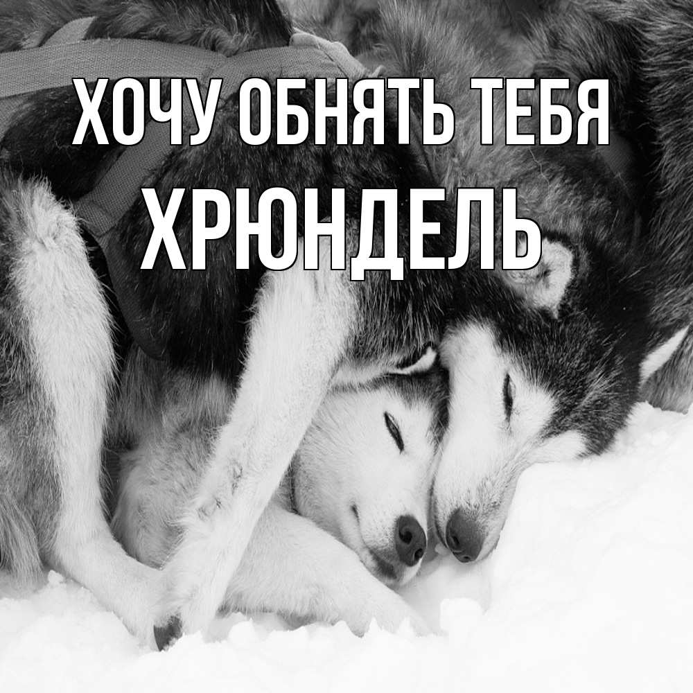 Открытка на каждый день с именем, Хрюндель Хочу обнять тебя собачки в упряжке Прикольная открытка с пожеланием онлайн скачать бесплатно 