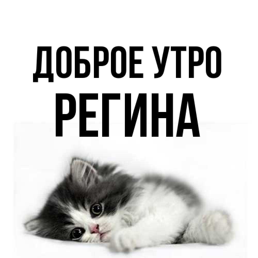 Открытка на каждый день с именем, Регина Доброе утро кот лапки Прикольная открытка с пожеланием онлайн скачать бесплатно 