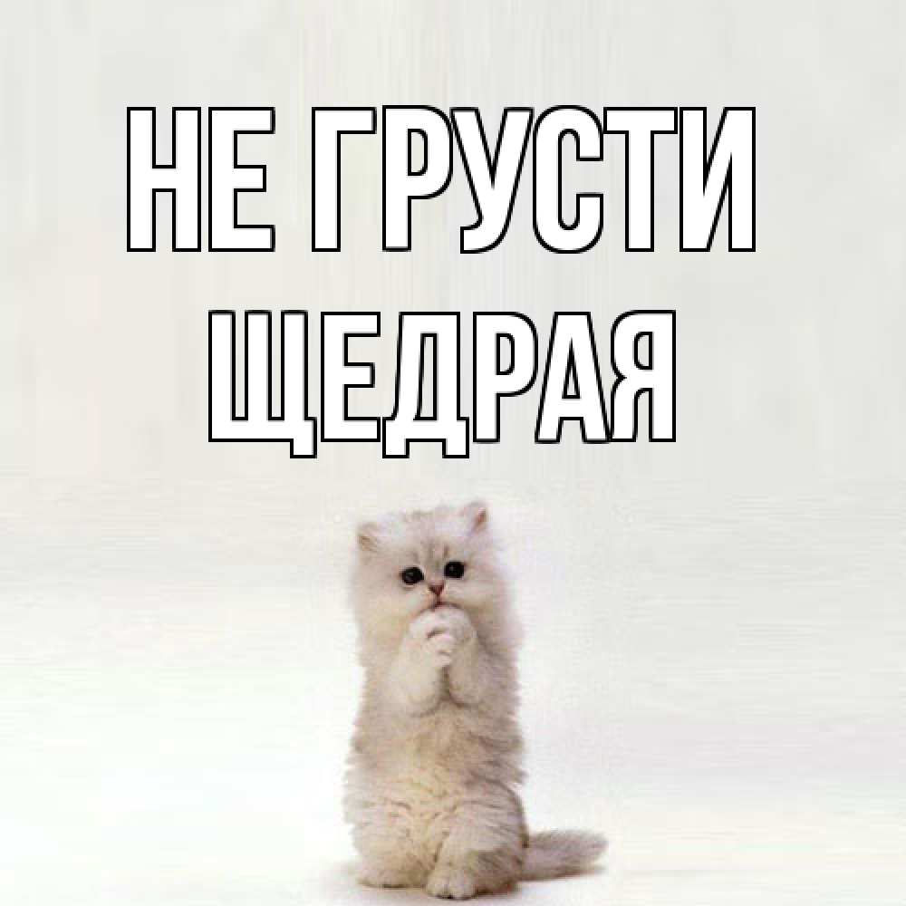 Открытка на каждый день с именем, Щедpая Не грусти грустный кот Прикольная открытка с пожеланием онлайн скачать бесплатно 
