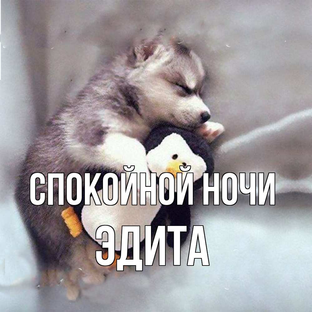 Открытка на каждый день с именем, Эдита Спокойной ночи обнимашки щенка и пингвина Прикольная открытка с пожеланием онлайн скачать бесплатно 
