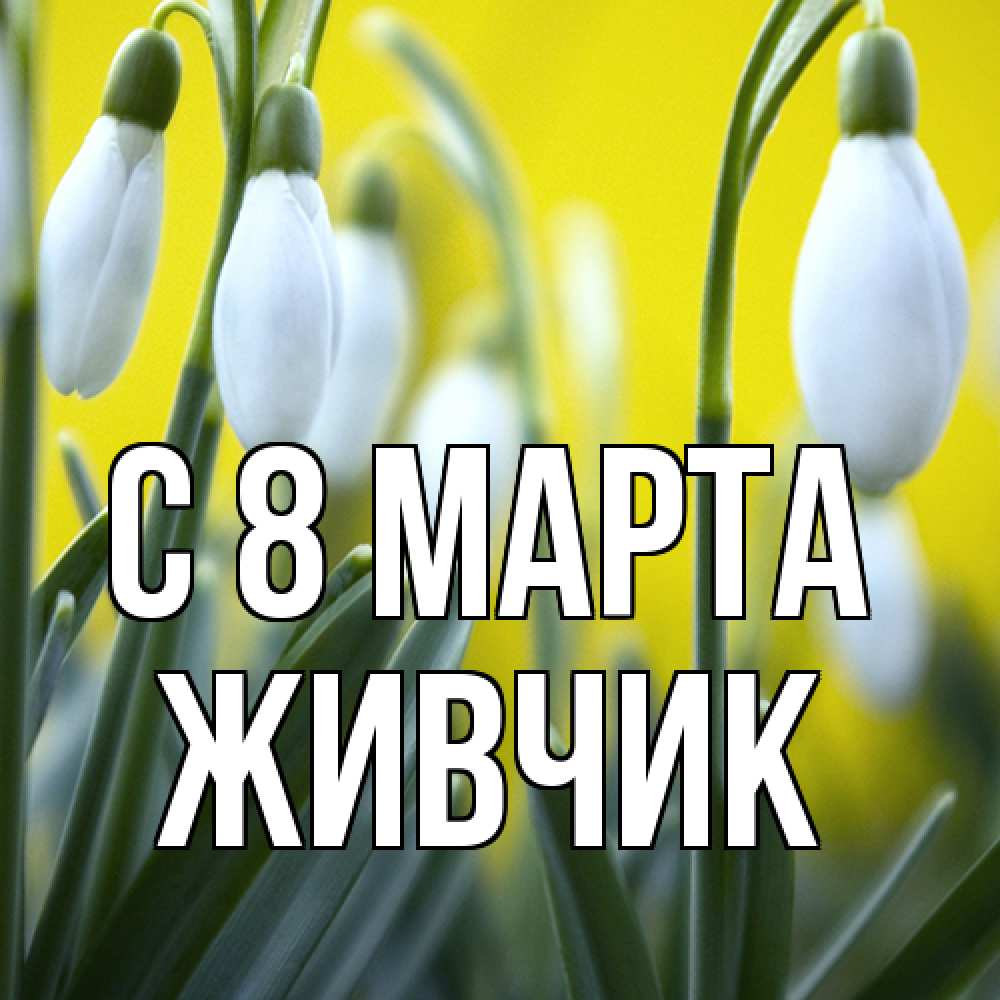 Открытка на каждый день с именем, Живчик C 8 МАРТА весенние цветы Прикольная открытка с пожеланием онлайн скачать бесплатно 