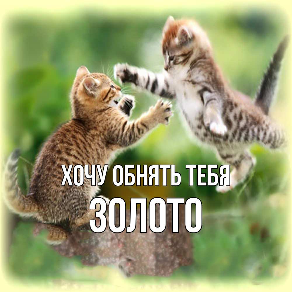 Открытка на каждый день с именем, Золото Хочу обнять тебя игры котят Прикольная открытка с пожеланием онлайн скачать бесплатно 