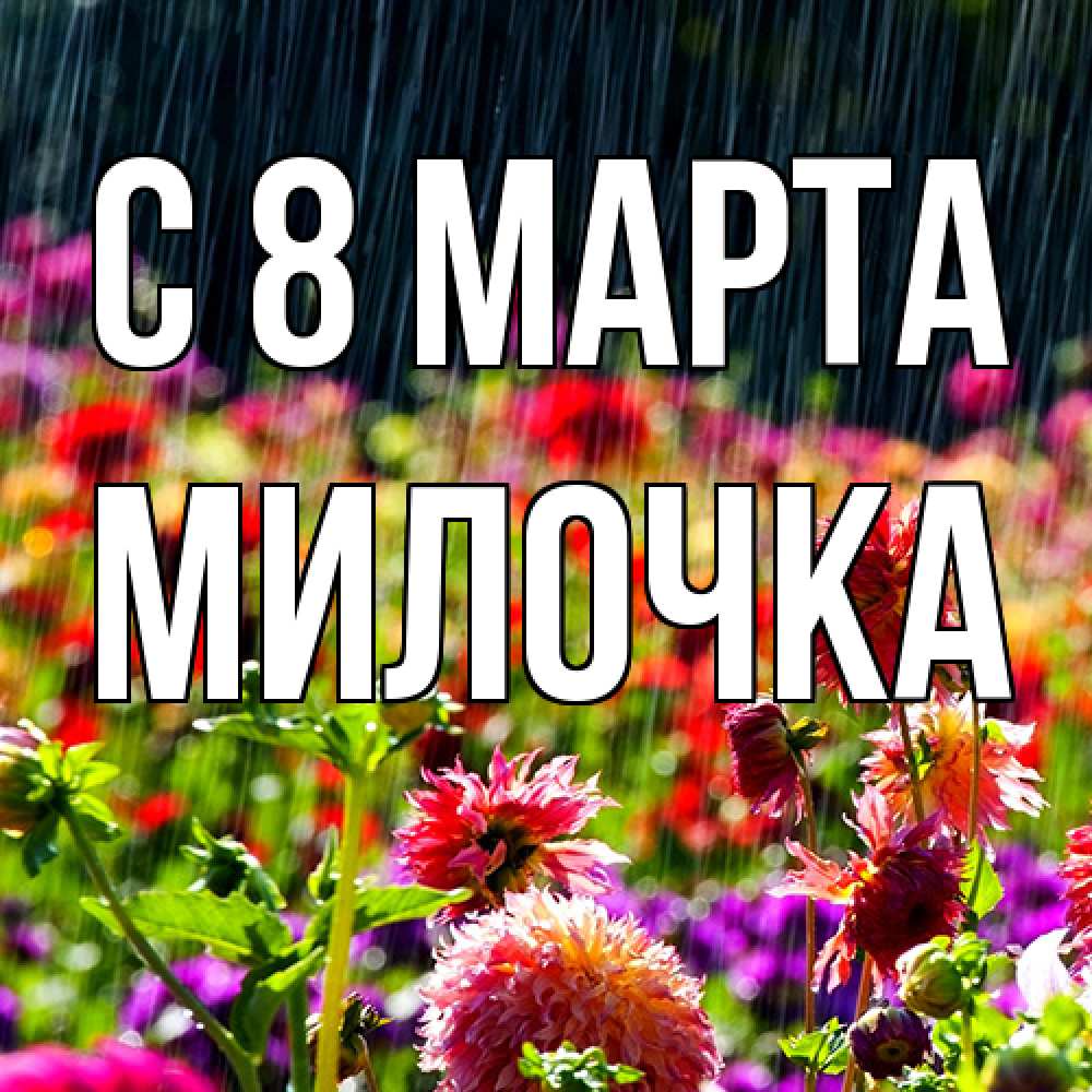 Открытка на каждый день с именем, Милочка C 8 МАРТА цветы под дождиком к международному женскому дню Прикольная открытка с пожеланием онлайн скачать бесплатно 