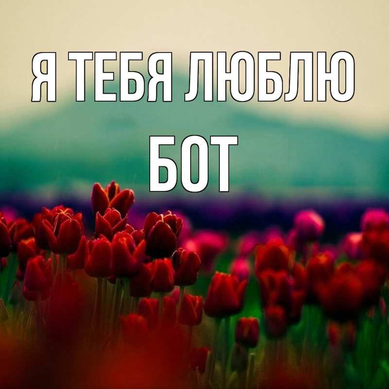 Картинка Я тебя люблю, Бот