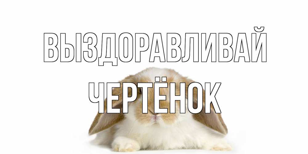 Открытка на каждый день с именем, Чертёнок Выздоравливай вислоухий кролик белого и коричневого цвета Прикольная открытка с пожеланием онлайн скачать бесплатно 