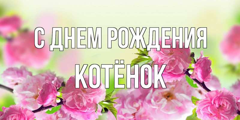 Картинка С днем рождения, Котёнок