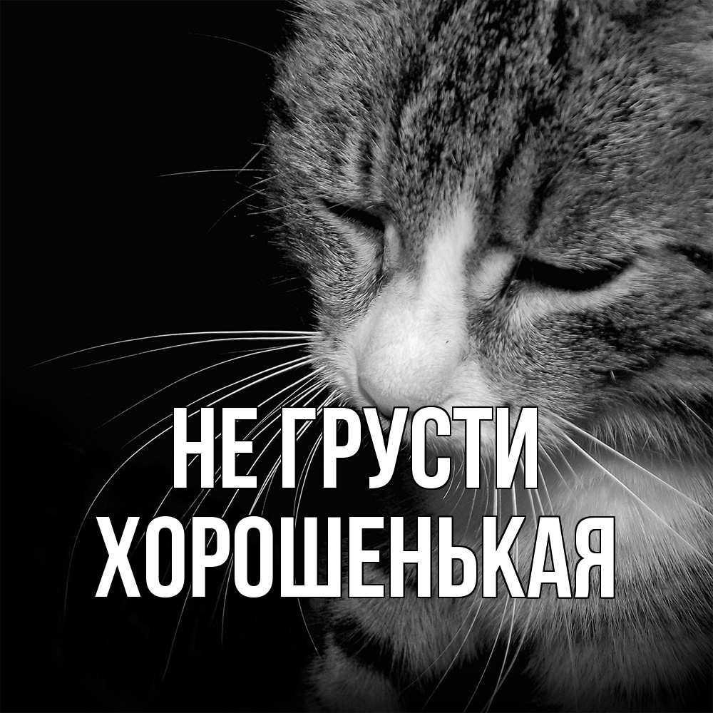 Открытка на каждый день с именем, хорошенькая Не грусти грустный котик Прикольная открытка с пожеланием онлайн скачать бесплатно 