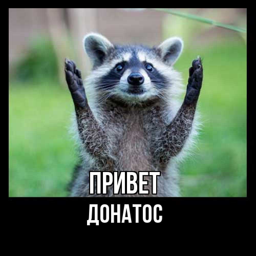 Открытка на каждый день с именем, Донатос Привет животные Прикольная открытка с пожеланием онлайн скачать бесплатно 