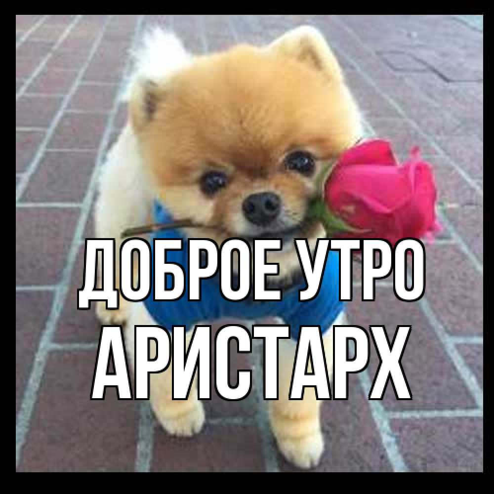 Открытка на каждый день с именем, Аристарх Доброе утро роза в зубах Прикольная открытка с пожеланием онлайн скачать бесплатно 