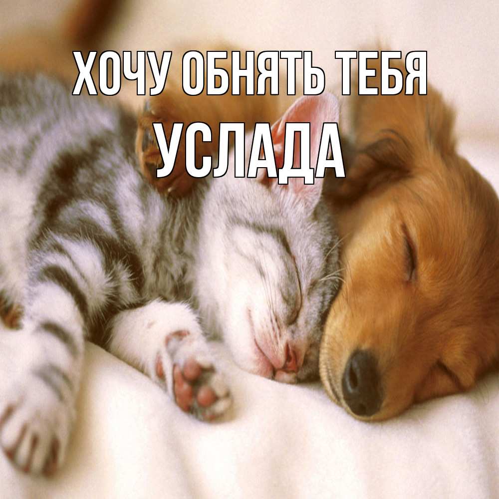 Открытка на каждый день с именем, услада Хочу обнять тебя пес и котенок Прикольная открытка с пожеланием онлайн скачать бесплатно 
