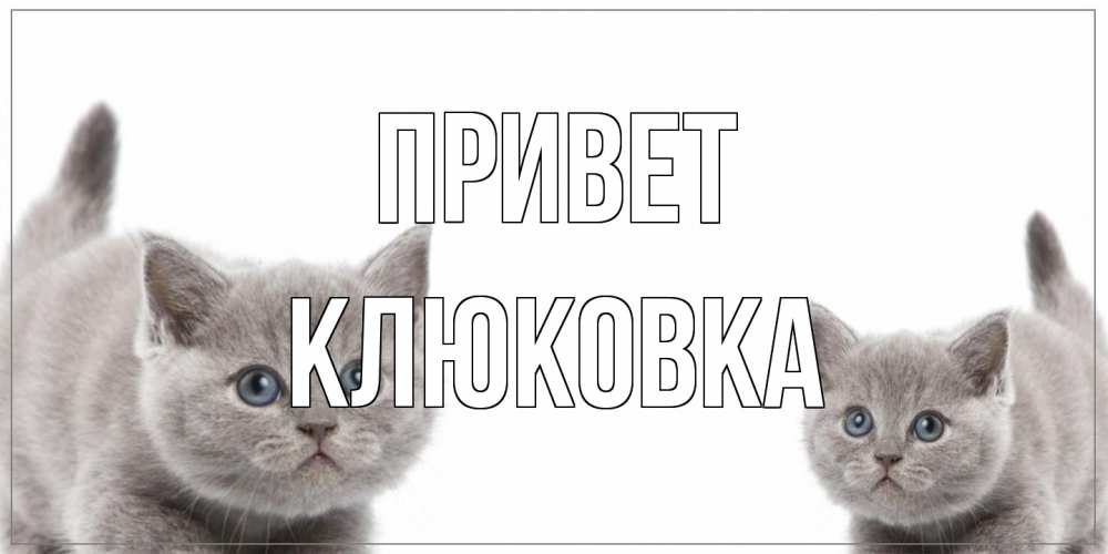 Открытка на каждый день с именем, клюковка Привет коты Прикольная открытка с пожеланием онлайн скачать бесплатно 