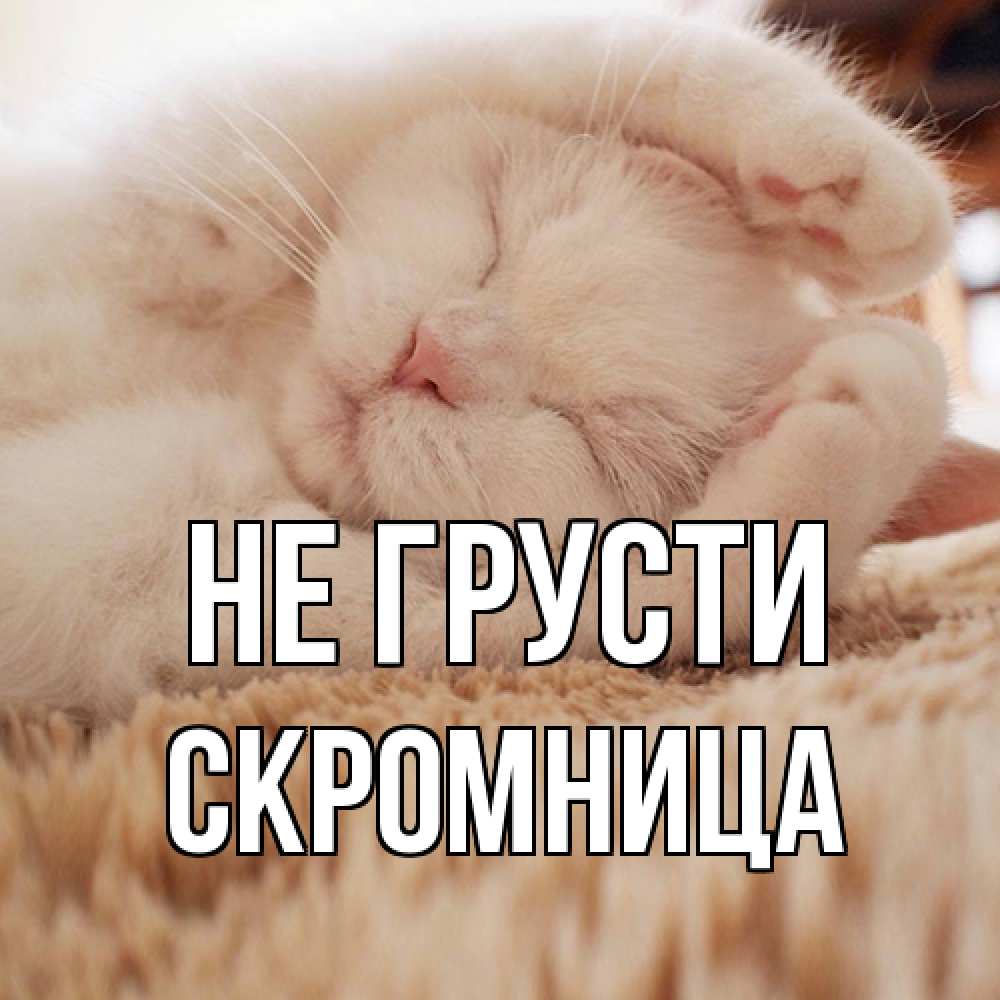 Открытка на каждый день с именем, Скромница Не грусти белый кот Прикольная открытка с пожеланием онлайн скачать бесплатно 