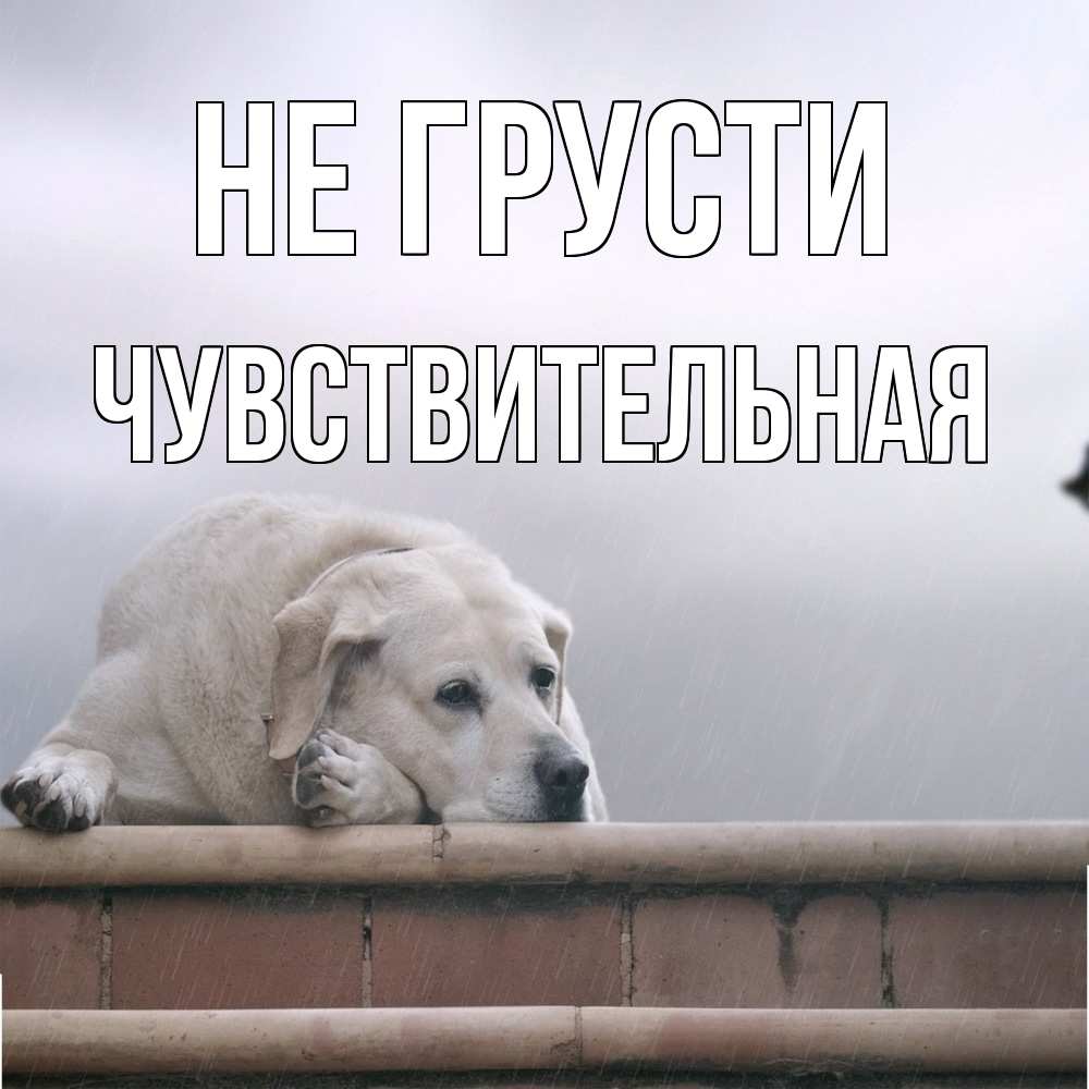 Открытка на каждый день с именем, Чувствительная Не грусти белый пес 1 Прикольная открытка с пожеланием онлайн скачать бесплатно 