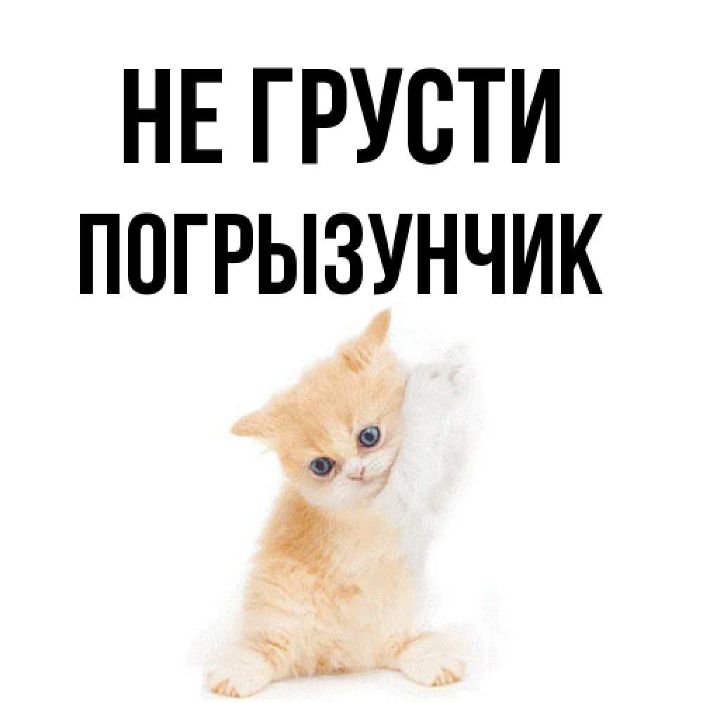 Открытка на каждый день с именем, Погрызунчик Не грусти просящий кот Прикольная открытка с пожеланием онлайн скачать бесплатно 